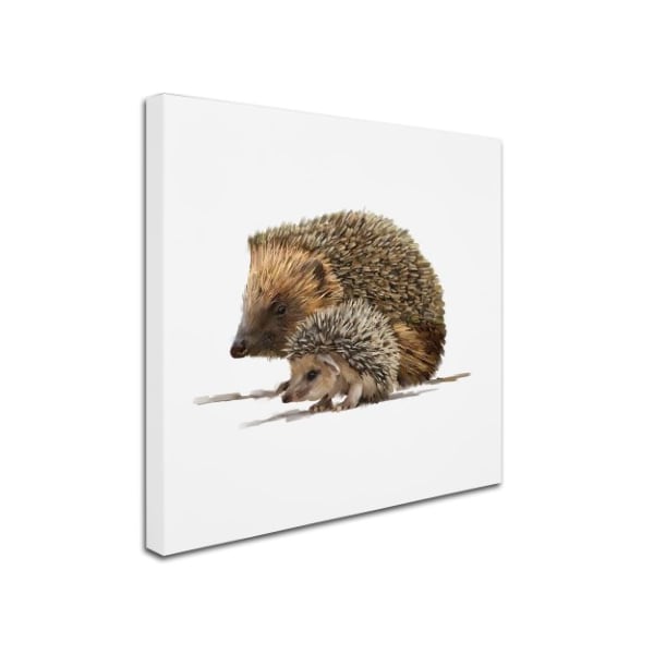 The Macneil Studio 'Hedgehog' Canvas Art,35x35